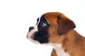 Adorable boxer puppy sitting Royalty Free Stock Photo