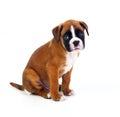 Adorable boxer puppy sitting Royalty Free Stock Photo