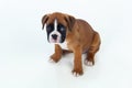 Adorable boxer puppy sitting Royalty Free Stock Photo