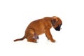 Adorable boxer puppy sitting Royalty Free Stock Photo