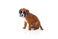 Adorable boxer puppy sitting Royalty Free Stock Photo