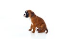 Adorable boxer puppy sitting Royalty Free Stock Photo