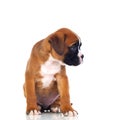 Adorable boxer puppy sitting Royalty Free Stock Photo