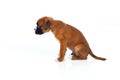 Adorable boxer puppy sitting Royalty Free Stock Photo