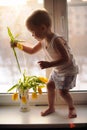 Adorable boy chooses the first spring flower Royalty Free Stock Photo