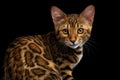 Adorable breed Bengal kitten isolated on Black Background Royalty Free Stock Photo