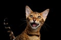 Adorable breed Bengal kitten isolated on Black Background