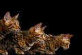 Adorable breed Bengal kitten isolated on Black Background