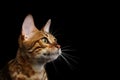 Adorable breed Bengal kitten isolated on Black Background