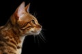 Adorable breed Bengal kitten isolated on Black Background