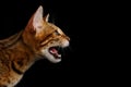 Adorable breed Bengal kitten isolated on Black Background