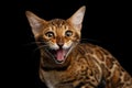 Adorable breed Bengal kitten isolated on Black Background Royalty Free Stock Photo