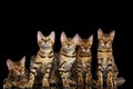 Adorable breed Bengal kittens isolated on Black Background