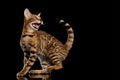 Adorable breed Bengal kitty isolated on Black Background Royalty Free Stock Photo