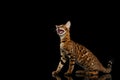 Adorable breed Bengal kitty isolated on Black Background Royalty Free Stock Photo