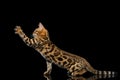 Adorable breed Bengal kitty isolated on Black Background