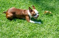 Boston terrier puppy playing with a leaf Royalty Free Stock Photo