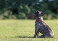 Adorable brindle french bulldog