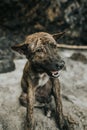 Adorable Brindle Terrier Crossbreed dog sitting on the sand