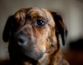 An adorable brindled hound