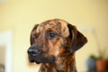 Adorable brindled hound dog