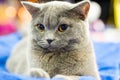 Adorable britan gray cat with orange eyes Royalty Free Stock Photo