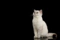 Furry British breed cat white color on isolated black background Royalty Free Stock Photo