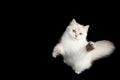 Adorable British Cat with Blue eyes on Isolated Black Background Royalty Free Stock Photo