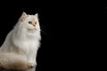 Adorable British Cat with Blue eyes on Isolated Black Background Royalty Free Stock Photo