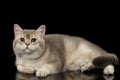 Adorable British Cat with green eyes Lying, isolated on Black Royalty Free Stock Photo