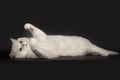 Adorable British breed white cat with magical green eyes lying on isolated black background Royalty Free Stock Photo