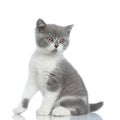 Adorable british shorthair cat looking away and sitting aside Royalty Free Stock Photo