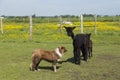 Adorable brown baby alpaca standing behind its darker mother in enclosure watched by stern looking dog