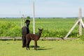 Adorable brown baby alpaca standing in front of its darker mother in fenced enclosure with fields in the background