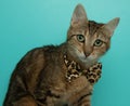 brown and black tabby cat wearing a cheetah bow tie close up portrait Royalty Free Stock Photo