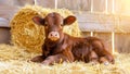 Adorable Brown Calf, Jersey Baby Cow Lying On Amidst Hay In Wooden Barn With Sunlight Royalty Free Stock Photo
