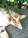 Adorable brown cat with long mustace