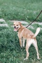 Adorable brown dog on a leash with owner, happy dog with tongue