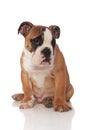 Adorable brown english bulldog puppy sitting