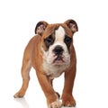 Adorable brown english bulldog walking