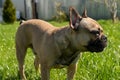 Adorable brown frenc bulldog on a backyard enjoing summer sunny day