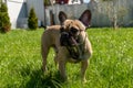 Adorable brown frenc bulldog on a backyard enjoing summer sunny day