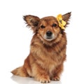 Adorable brown furry dog with yellow flower accessory on head Royalty Free Stock Photo