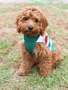 Adorable brown labradoodle puppy on the grass