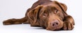 The adorable brown Labrador resting and looking curiously at the camera..AI generated image Royalty Free Stock Photo