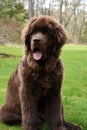 Precious Brown Newfie Puppy Dog Sitting in Grass Royalty Free Stock Photo