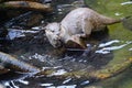 Adorable brown otter perched on a rock over the water, paddling around in search of its next meal