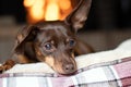 Adorable brown pinscher rest in the house