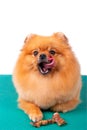Adorable brown Pomeranian dog licks his lips