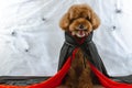 Adorable brown Poodle dog made scary face with Dracula dress sitting at spiders cobweb background.